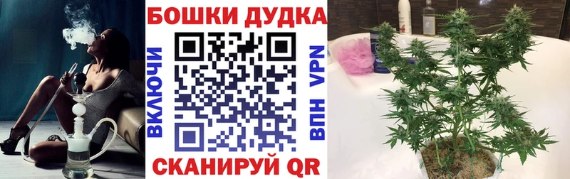 Канабис план  где купить   Грозный 
